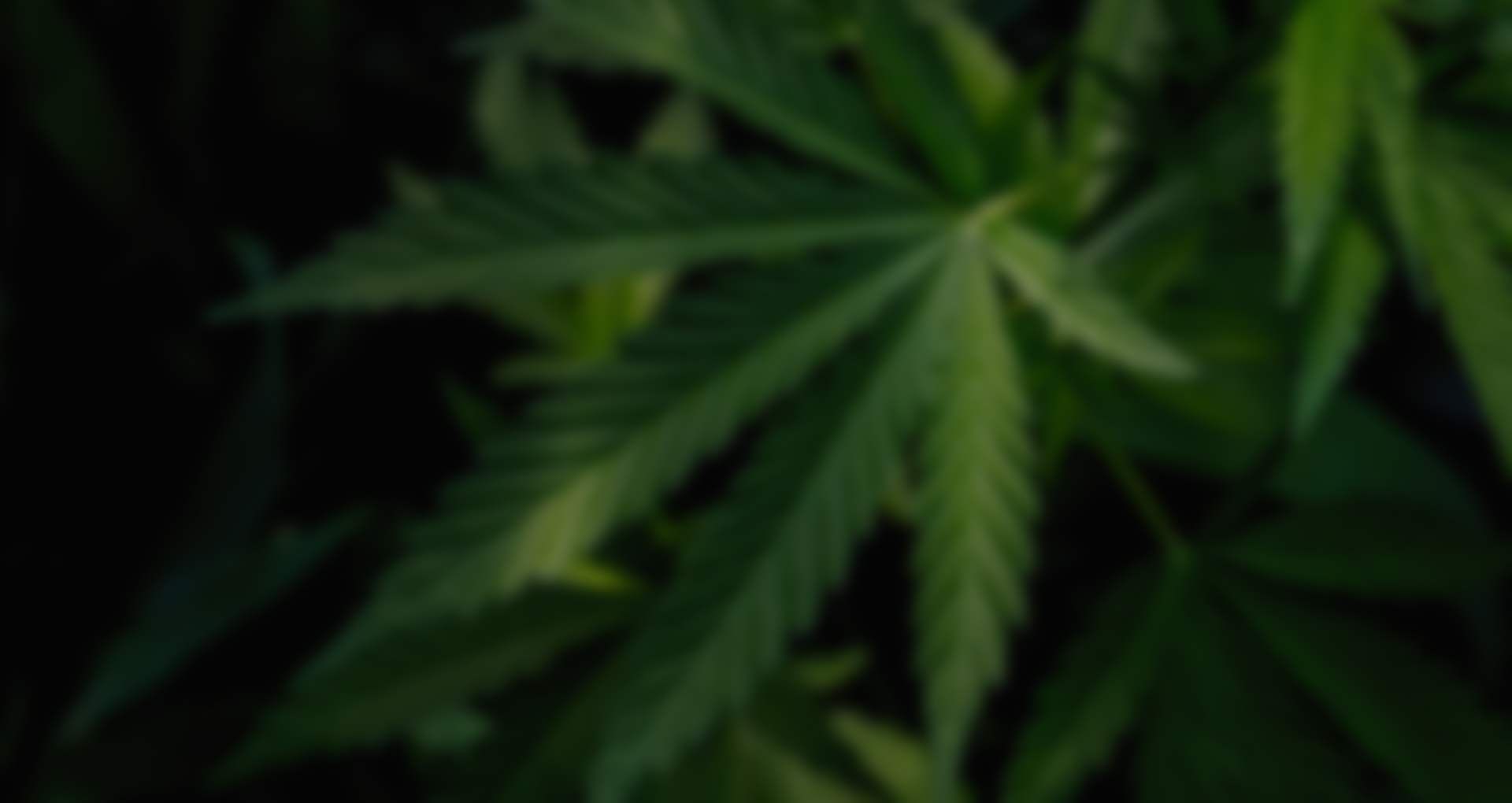 w-hemp-slider-3.jpg